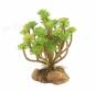 Preview: Tree Houseleek